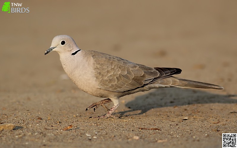 Eurasian Collared Dove